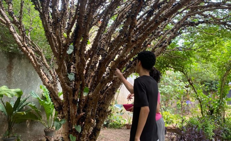 festa-da-jabuticaba-no-tocantins-reune-receitas-criativas;-conheca-os-pratos