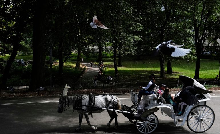 nova-york-quer-proibir-passeios-de-carruagem-no-central-park-apos-morte-de-adolescente