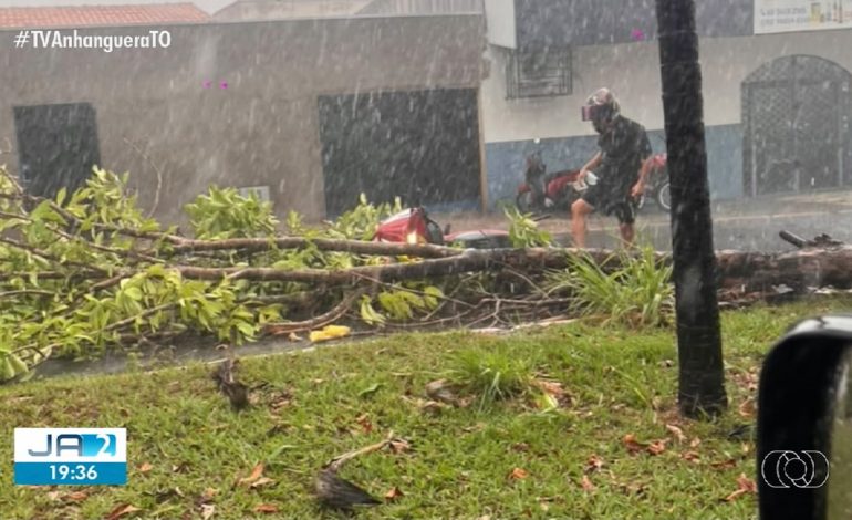 Chuva com ventos fortes derruba árvores e provoca estragos em Araguaína; Vídeo