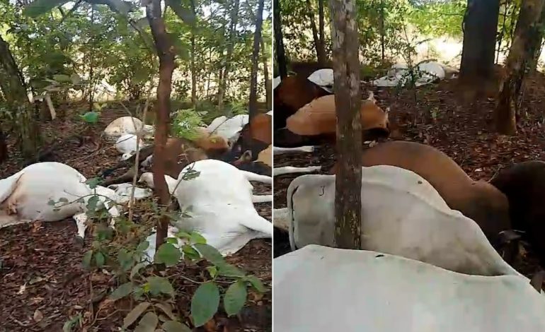 rebanho-de-gado-morre-apos-ser-atingido-por-raio-em-fazenda-no-to;-video