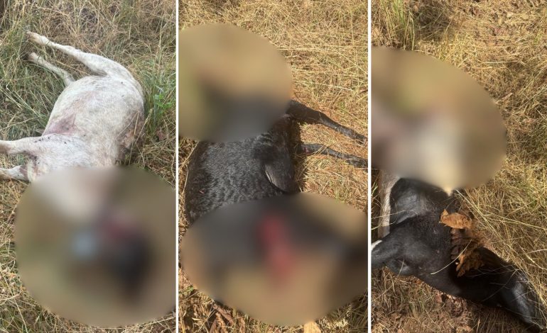 carneiros-e-cachorros-sao-atacados-por-onca-na-zona-rural-de-palmas,-dizem-moradores